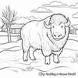 Musk Ox Coloring Pages  Free & Printable sketch template