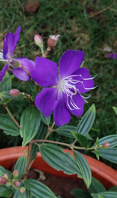 Tibouchina (Princess Flower) on Behance