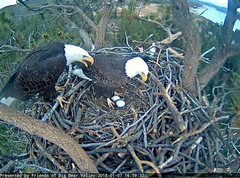 Big Bear Bald Eagle Eggs To Hatch: WATCH | Banning, CA Patch