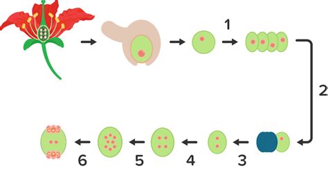 Perhatikan gambar proses megasporogenesis berikut!...