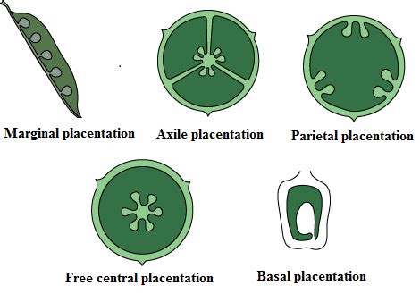 Describe the various types of placentations found in flowering plants.