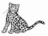 Leopard Coloring Pages sketch template