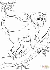 Cartoon Monkey On Tree coloring Page  Free Printable Coloring Pages sketch template