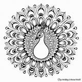 Peacock Coloring Pages  Free & Printable sketch template