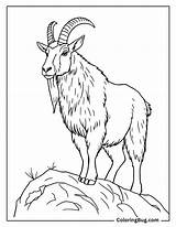 30 Goat Coloring Pages Free Printable PDFs sketch template