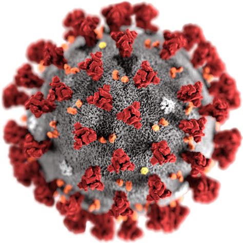 Coronavirus Transparent Clip Art Image - PNG Play
