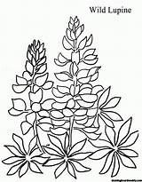 Bluebonnet Texas State Flower Coloring Page sketch template