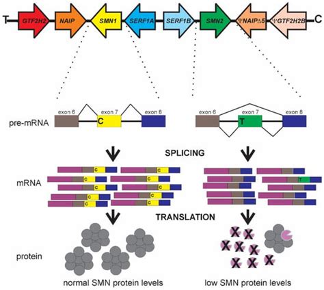 IJMS | Free Full-Text | Genomic Variability in the Survival Motor ...