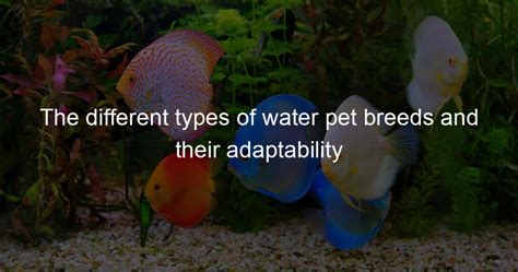 The different types of water pet breeds and their adaptability - My ...