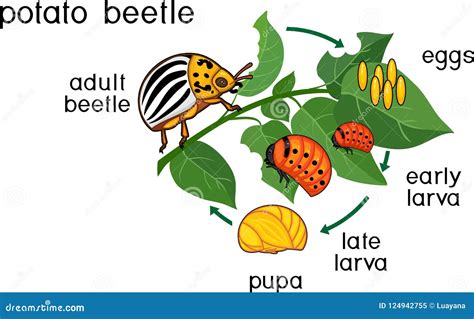 Life Cycle of Colorado Potato Beetle or Leptinotarsa Decemlineata. Stages of Development from ...