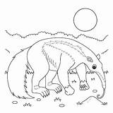 Página Para Colorear De Animales oso hormiguero Gigante Niños  sketch template