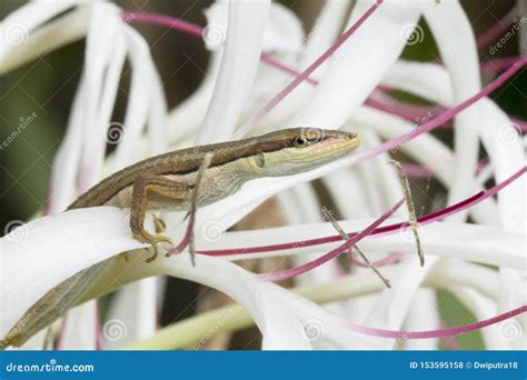 Asian Grass Lizard, Six-striped Long-tailed Lizard Stock Photo - Image ...