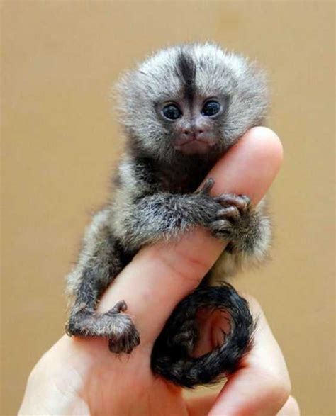 20 Adorable Animals That Are Pretty Rare