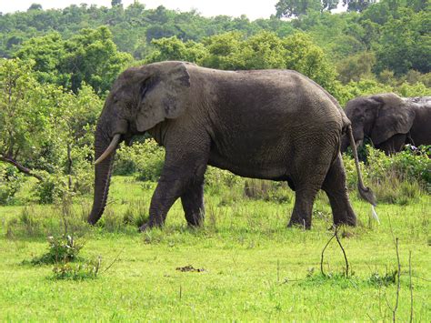 File:Elefant Ghana.jpg - Wikimedia Commons