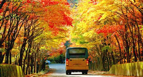 Jeju autumn itinerary — 6 best places to visit & top things to do in Jeju autumn foliage season ...