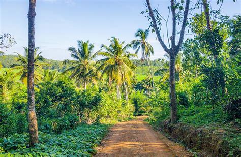 Small Plantation Closer to the Ahangama Beach - South Lanka Realty