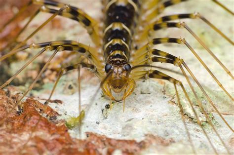 A Day in the Life of a House Centipede in Lexington, KY