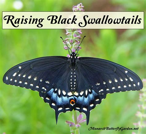 Adventures in Raising the Eastern Black Swallowtail Butterfly