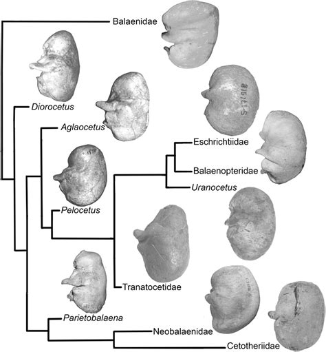 The shape of the tympanic bulla (ventrolateral view) in the phylogeny... | Download Scientific ...