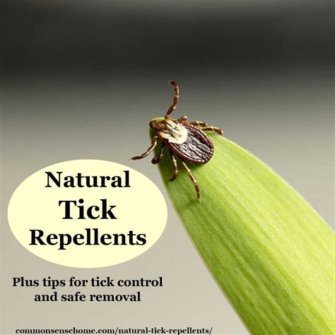 What Repels Ticks In Dogs Naturally