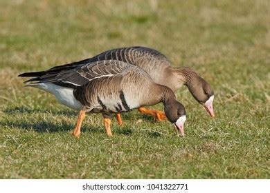 Greater White Fronted Goose Stock Photos and Pictures - 1,736 Images | Shutterstock