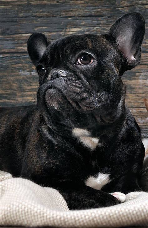 Why do dogs cry tears - well, dogs like this French Bulldog are prone ...