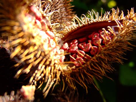 Seeds from the Achiote plant used by Yanomami for face and body painting as well as painting on ...