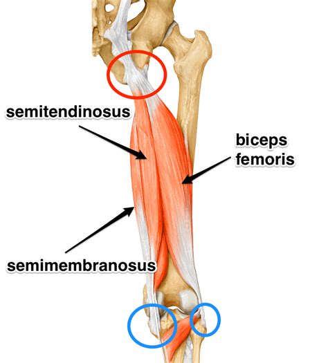 The Hamstrings - Yoga Anatomy