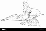 Leopard Seal Coloring Pages sketch template