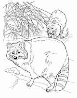 Free Printable Raccoon Coloring Pages For Kids sketch template