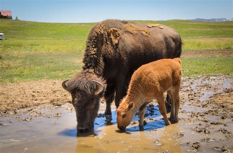 Baby Bison and Mom at Zion Mountain Ranch