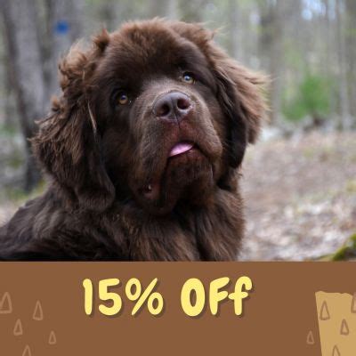 Giant Breed | Short Hair | Dog Grooming Package 10% Off
