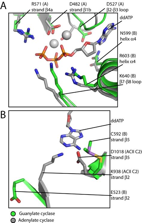 The crystal structure of the catalytic domain of a eukaryotic guanylate cyclase | SpringerLink