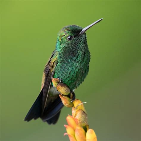 I Visited The Caribbean To Shoot Hummingbirds | Bored Panda