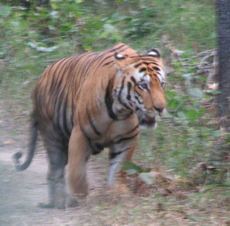 Indravati National Park - JungleKey.in Image