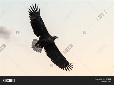 White-tailed Eagle Image & Photo (Free Trial) | Bigstock