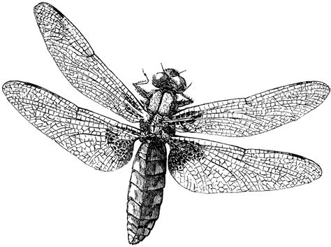 Royalty Free Images - Dragonfly - The Graphics Fairy