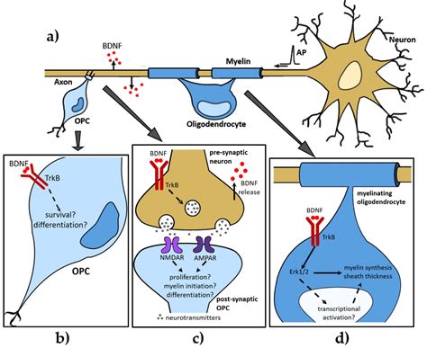 IJMS | Free Full-Text | Brain-Derived Neurotrophic Factor in Central Nervous System Myelination ...