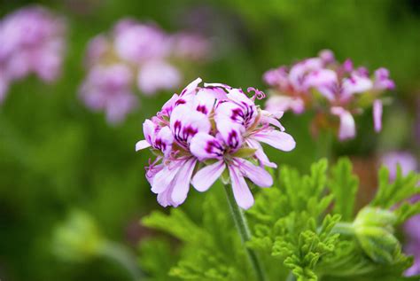 Best Malva Flower picture Photograph by Etiebia Ncho Abbas Effendi