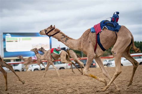 Are Camels Faster Than Horses? - A-Z Animals