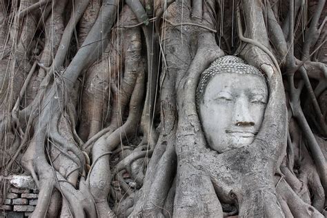 Download Bodhi Tree Wallpaper - WallpapersHigh