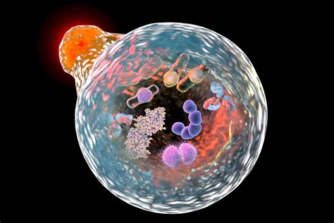 Lysosome | Description, Formation, & Function | Britannica