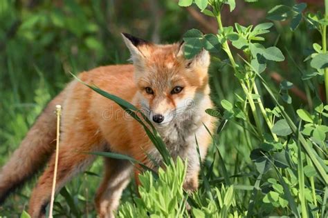 Red fox in forest stock photo. Image of summer, wildlife - 54767280