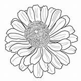 Premium Vector  Detailed zinnia flower coloring Page Illustration sketch template