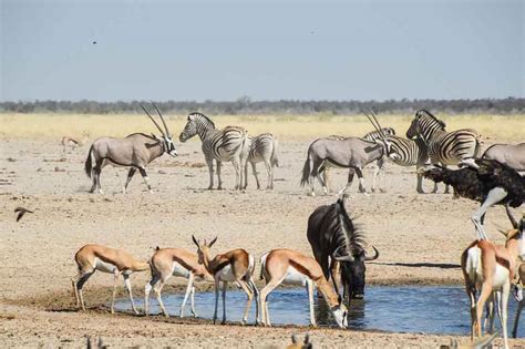 Private Namibia Safari Tours | Private Tours of Namibia | Namibia Safari