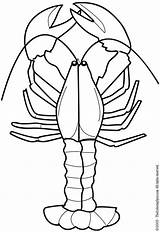 Lobster Coloring Outline Pages Clip Colouring Drawing Animal Template  sketch template
