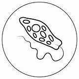 Online Coloring Protists  AMNH sketch template