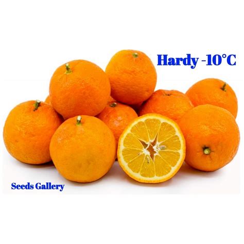 Bitter Orange Seeds (Citrus aurantium) - Price €2.15