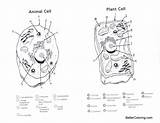 Plant And Animal Cell Coloring Page Key sketch template