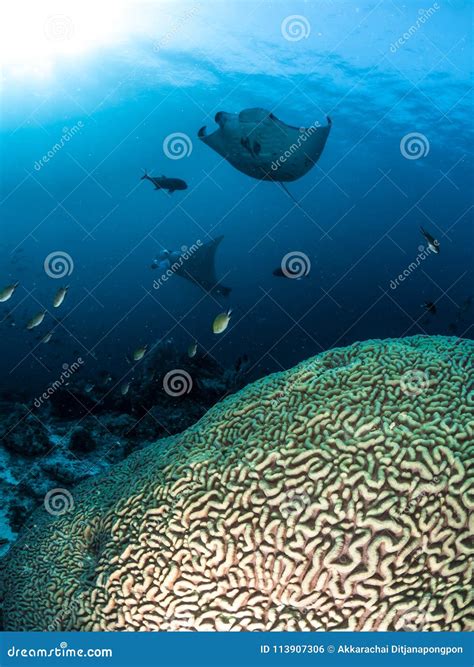 Two Manta Rays Hovering Over Coral Reefs Stock Photo - Image of ...